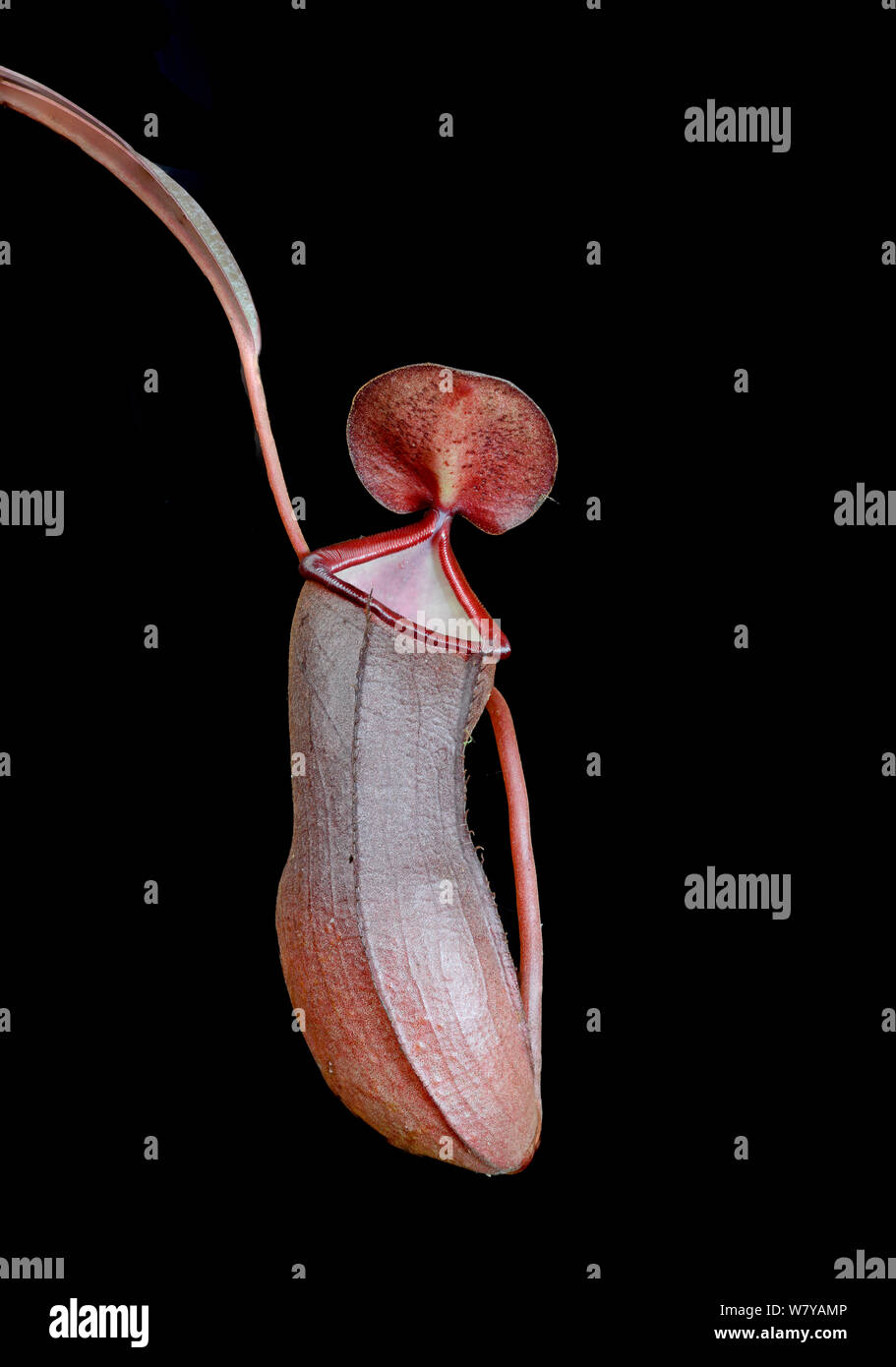 Pitcher plant (Nepenthes sanguinea) Cultivated, occurs in Malaysia and Thailand. Stock Photo