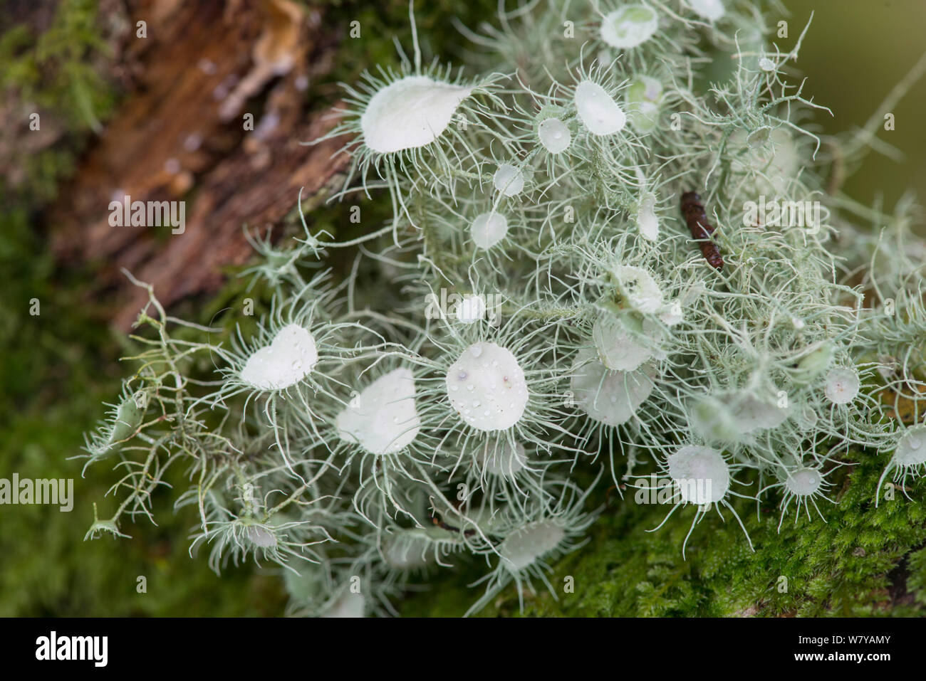 Lichen (Usnea florida) Snowdonia, North Wales, October. Stock Photo