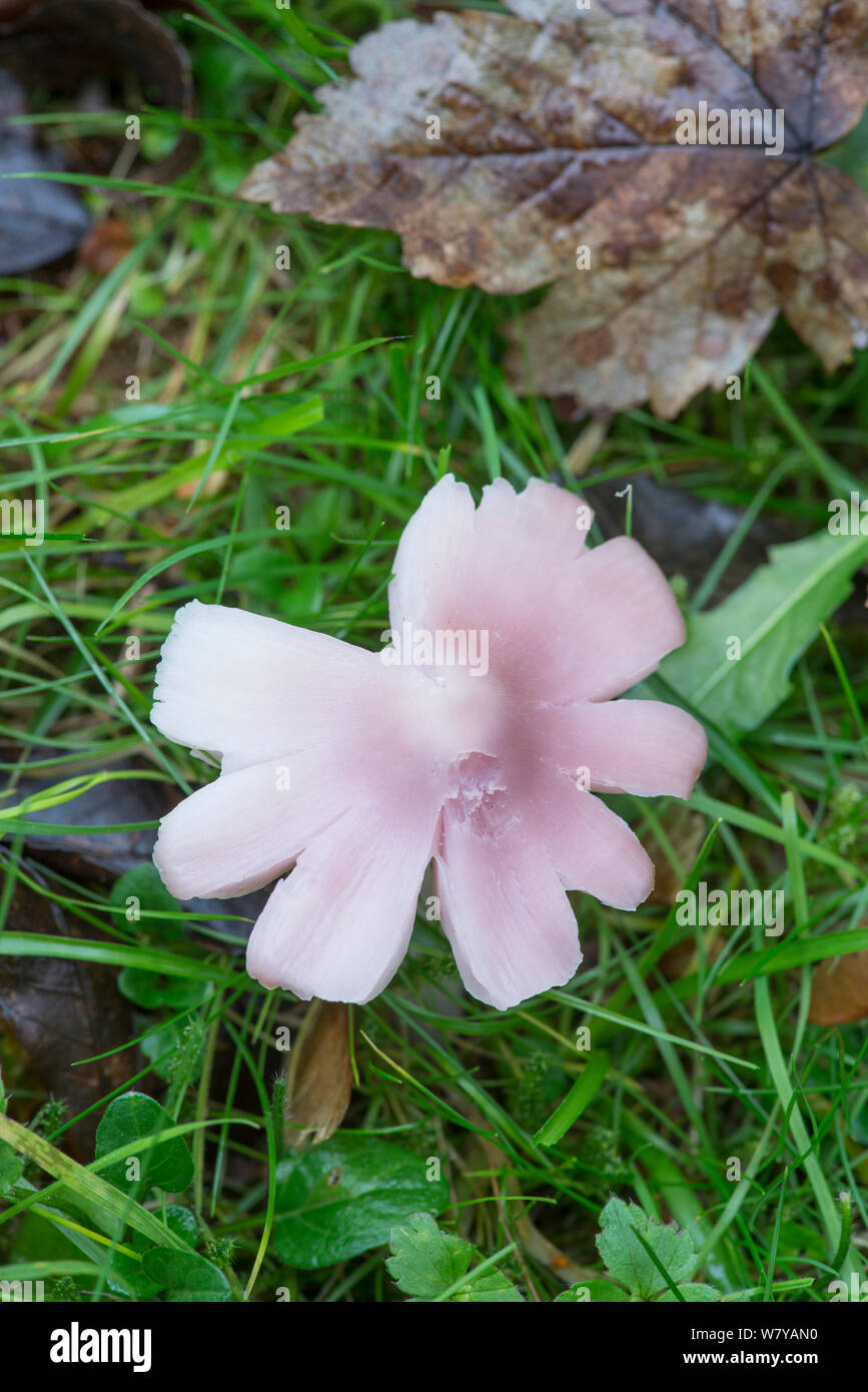 Pink waxcap (Hygrocybe calyptriformis) Sussex, UK, November. Stock Photo
