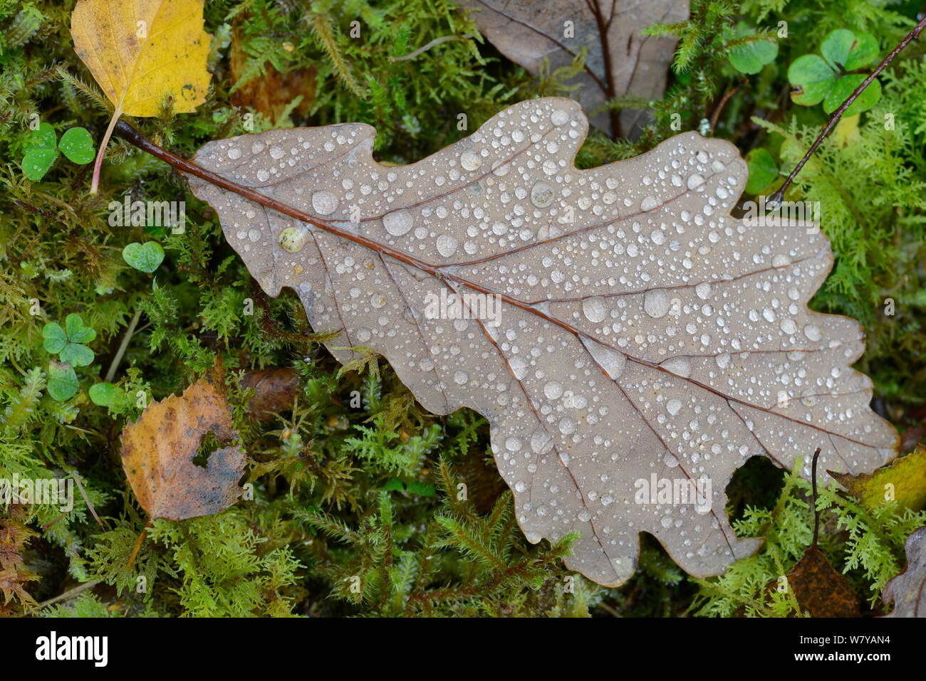 Sessile oak (Quercus petraea) leaf with raindrops. North Wales, October ...