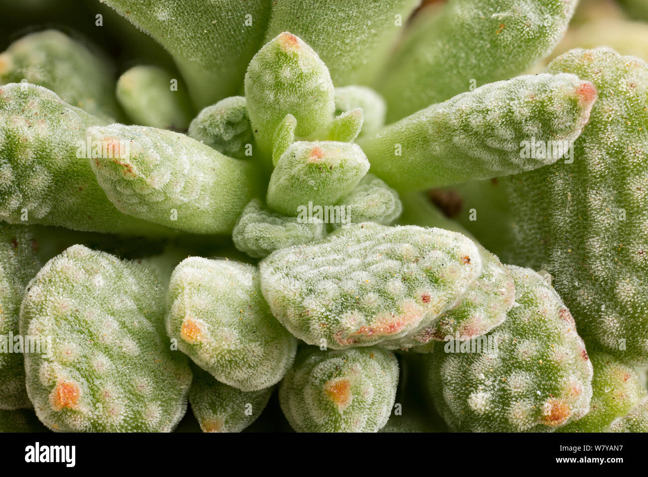 Succulent (Crassula ausensis) leaf detail, showing papillae. Occurs in Southern Africa. Image taken using digital focus-stacking. Stock Photo