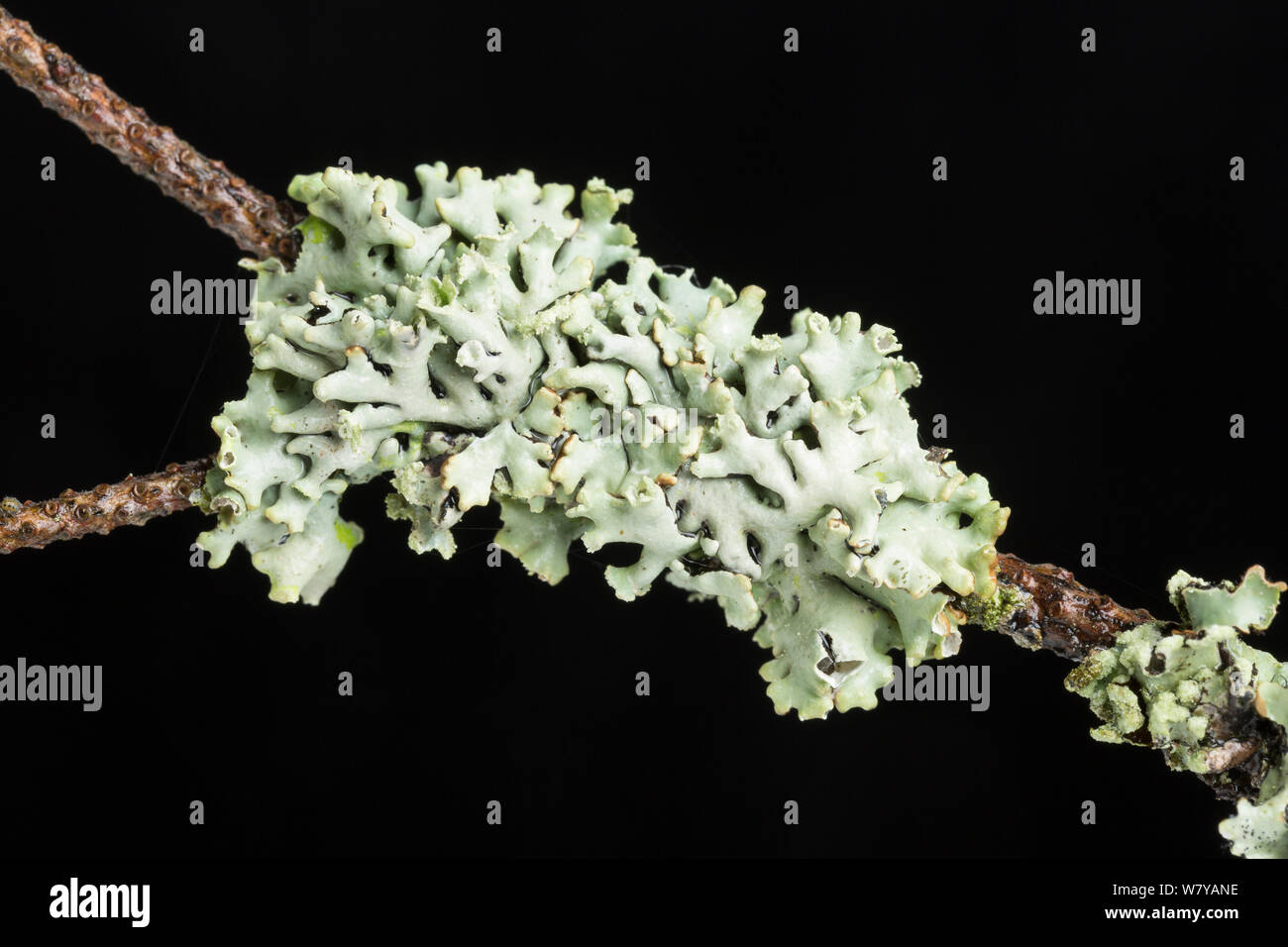 Lichen (Hypogymnia tubulosa) growing on pine twig, Norfolk, UK, November. Stock Photo