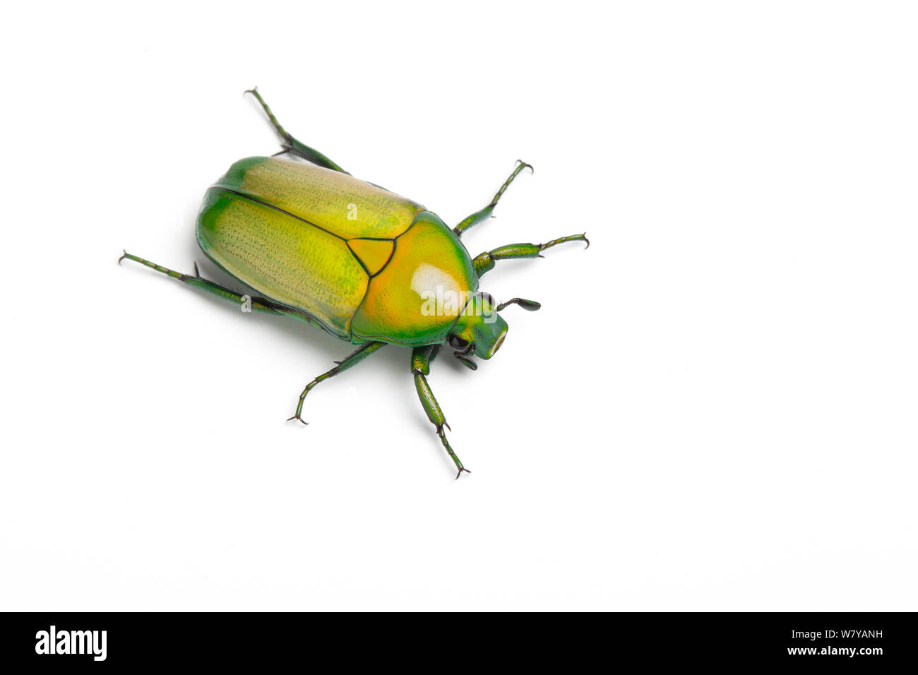 African jewel beetle / Fruit chafer (Chlorocala africana camerunica) Captive, occurs in Africa. Stock Photo