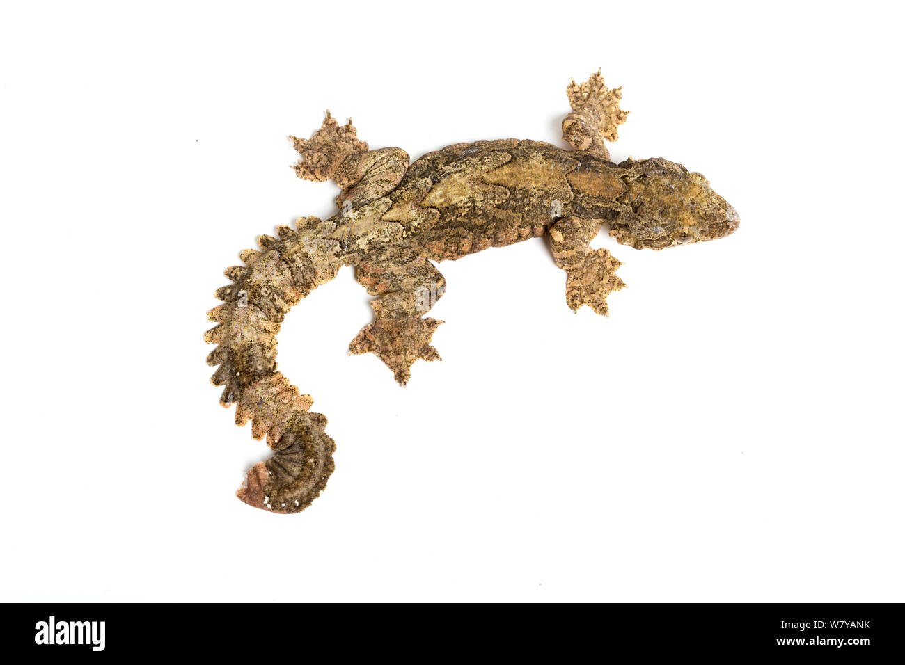 Kuhl&#39;s flying gecko (Ptychozoon kuhli) Captive, occurs in South East Asia. Stock Photo