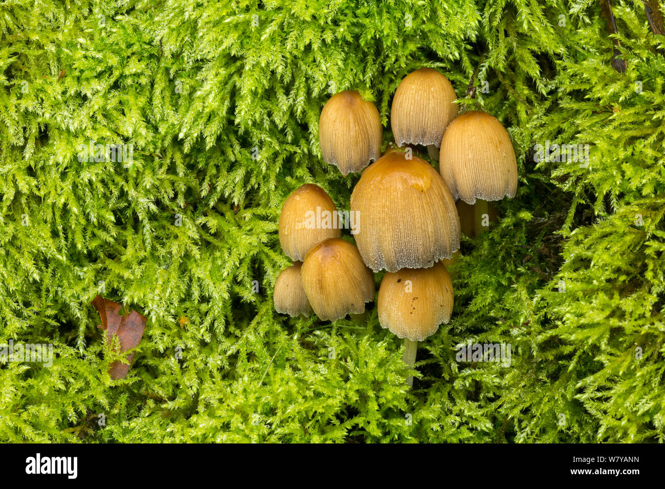 Mica cap / Shiny cap / Glistening inky cap fungus (Coprinellus micaceus) Peak District, Derbyshire, UK, October. Image taken using digital focus-stacking. Stock Photo