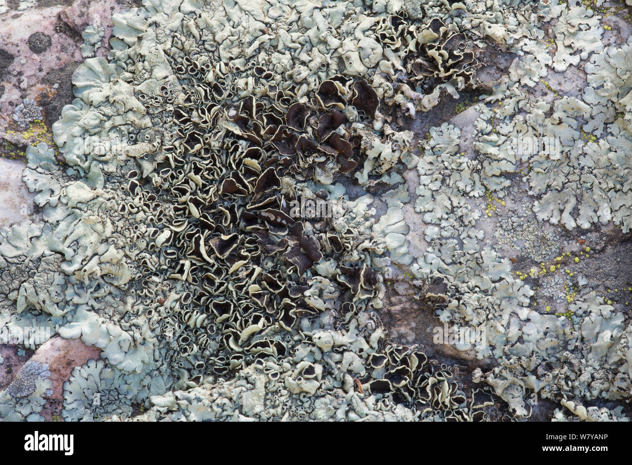 Cumberland rock-shield lichen (Xanthoparmelia cumberlandia) with numerous apothecia. San Diego, California, May. Stock Photo