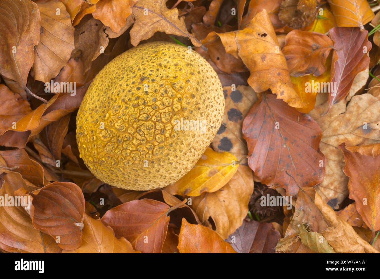 Common earthball (Scleroderma citrinum) Peak District, Derbyshire, UK, October. Stock Photo