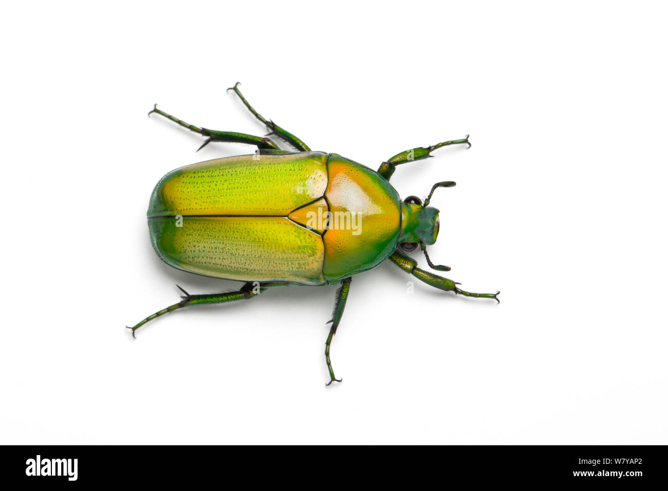 African jewel beetle / Fruit chafer (Chlorocala africana camerunica) Captive, occurs in Africa. Stock Photo
