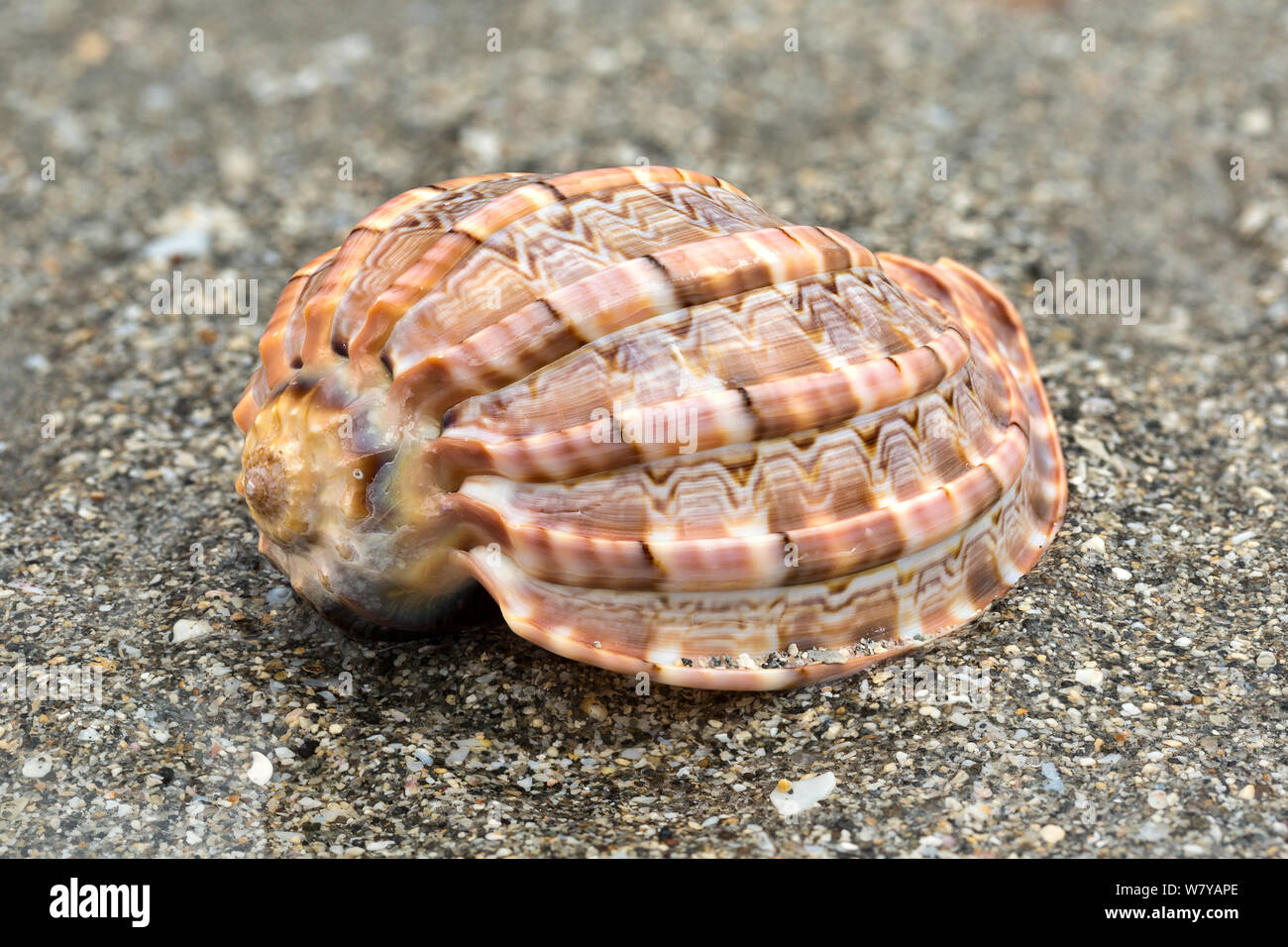Major harp shell (Harpa major) on beach, Borneo Stock Photo Alamy