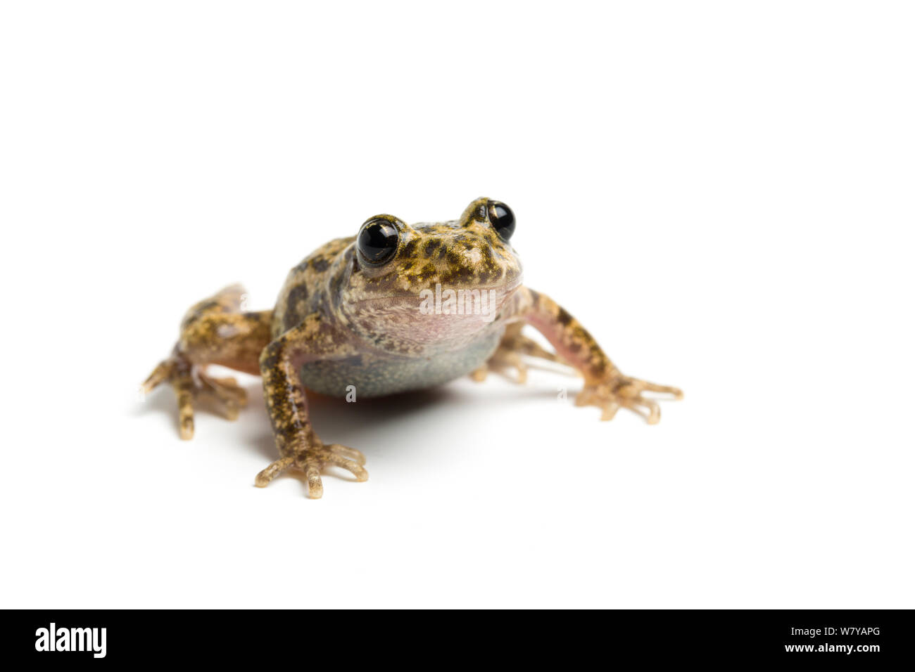 Mallorcan midwife toad Cut Out Stock Images & Pictures - Alamy