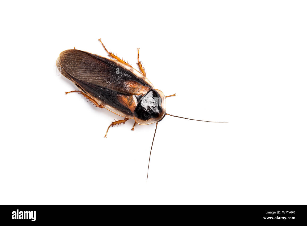 Orange-spotted cockroach (Blaptica dubia) on white background, occurs in Central and South America. Stock Photo