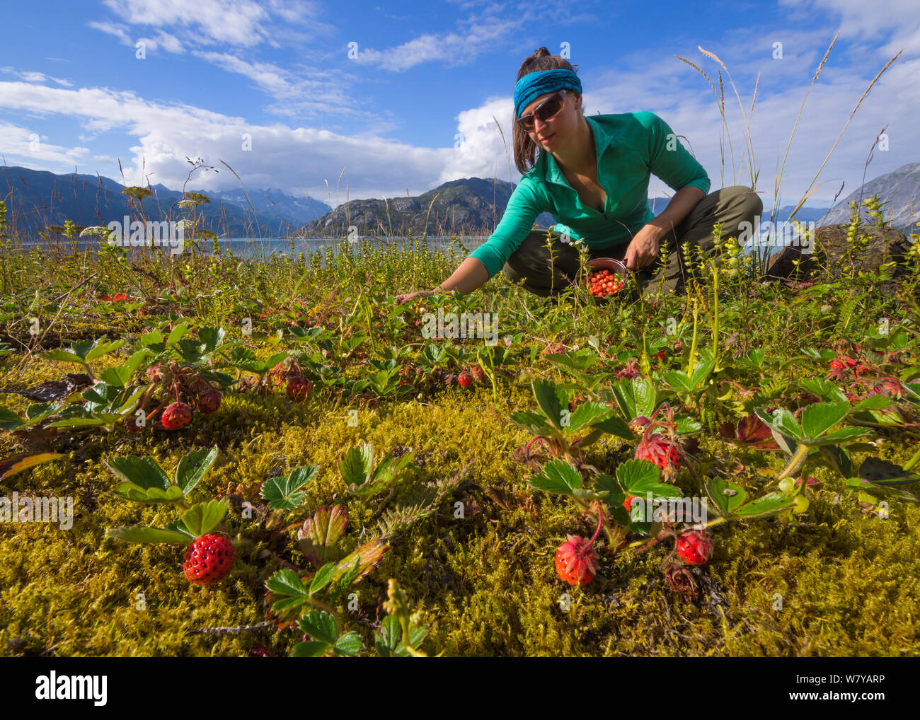 Hiker collecting wild strawberries (Fragaria) near camp on a small island in Glacier Bay National Park, Alaska, USA, August 2014. Model released. Stock Photo