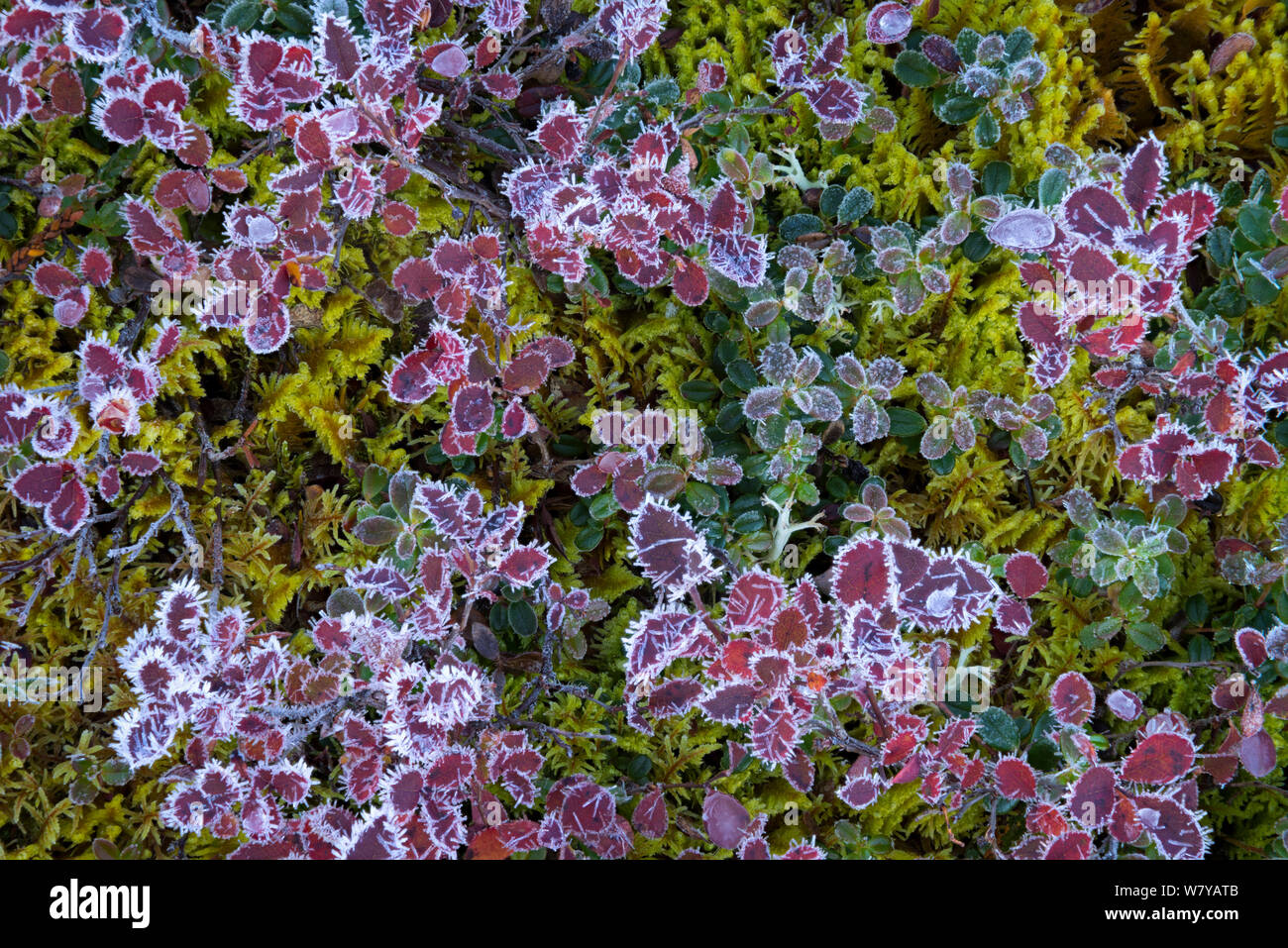Hoar frost covering the red leaves of Blueberry (Vaccinium) bush, Brooks Range,  Alaska, USA, August. Stock Photo