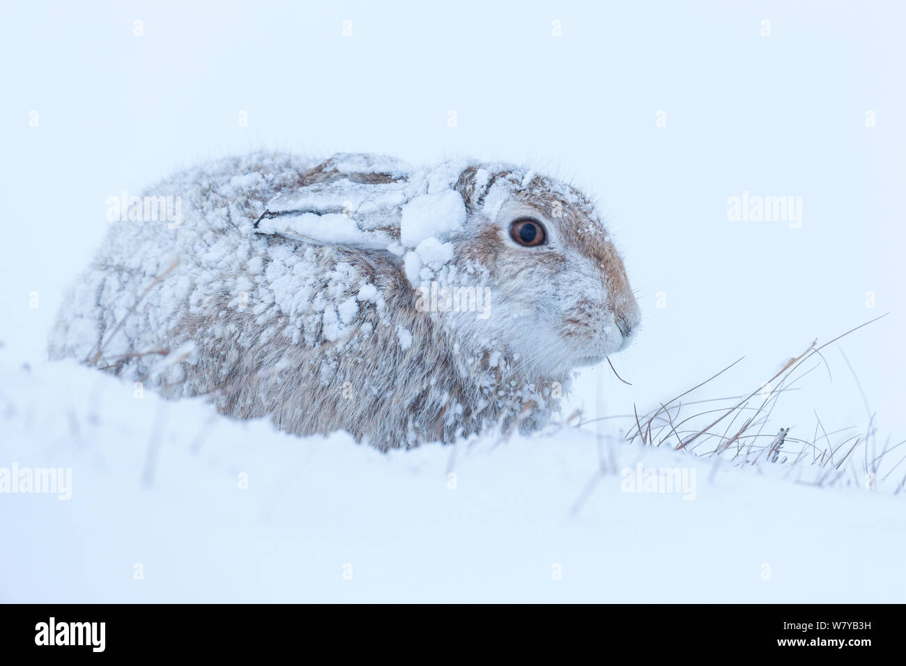 Heavy snowfall area hi-res stock photography and images - Alamy