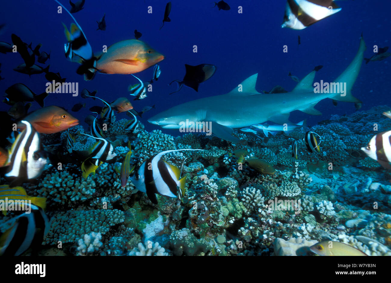 Sicklefin lemon shark (Negaprion acutidens) surrounded by fish on coral reef, Moorea Island, Society Islands, French Polynesia, Pacific Ocean. Stock Photo