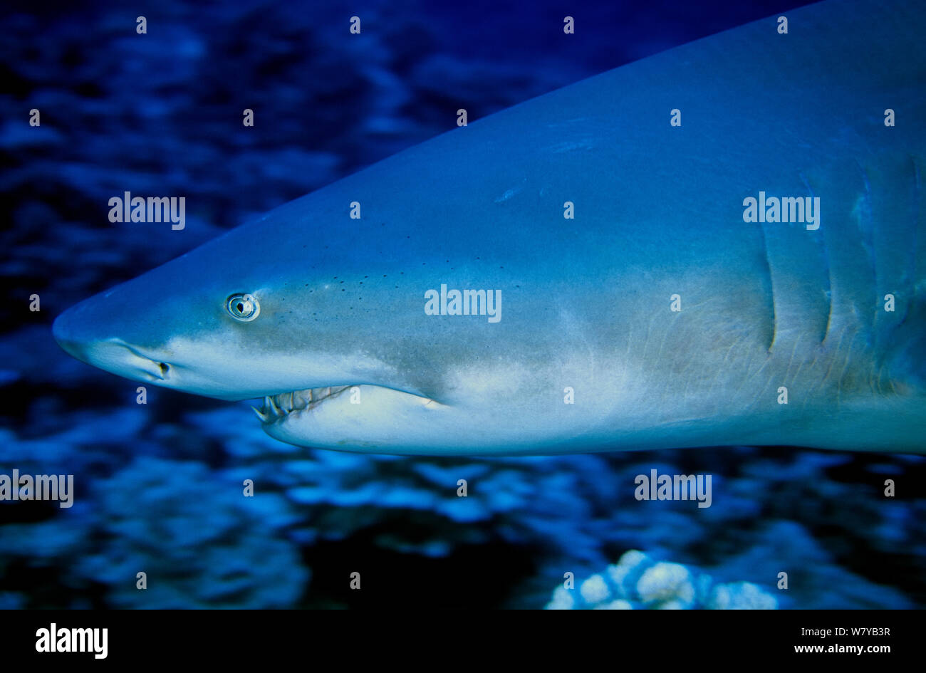 Sicklefin lemon shark (Negaprion acutidens) close up of head on  coral reef,  Moorea Island, Society Islands, French Polynesia, Pacific Ocean. Stock Photo