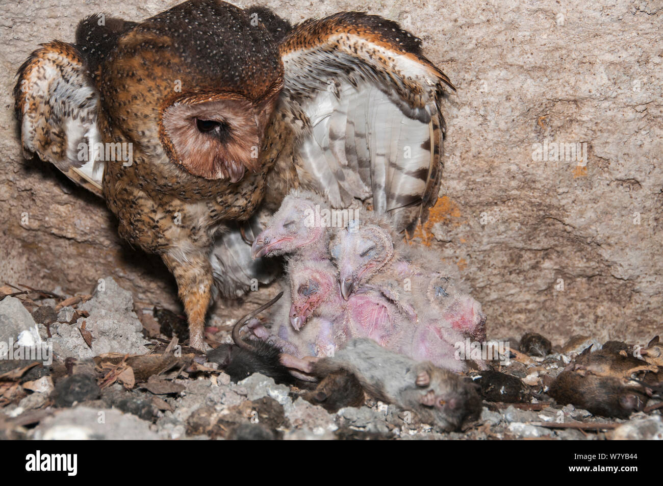Barn owl (Tyto alba punctatissima) at nest with chicks in cave beneath building site. Santa Cruz Island, Galapagos, Ecuador. Stock Photo