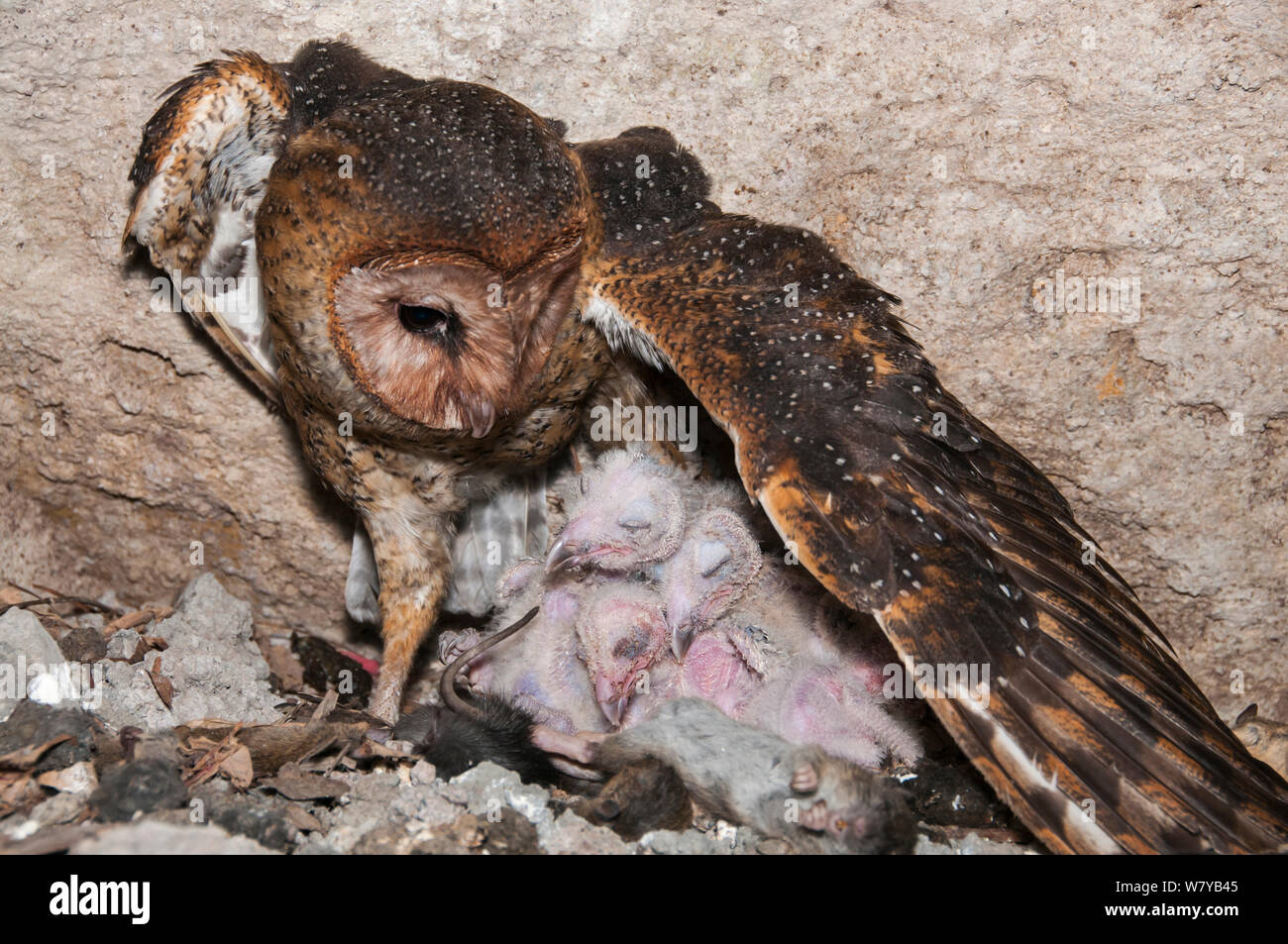 Barn owl (Tyto alba punctatissima) at nest with chicks in cave beneath building site. Santa Cruz Island, Galapagos, Ecuador. Stock Photo