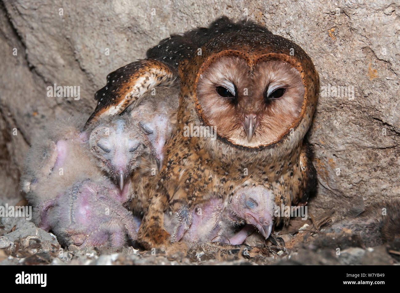 Barn owl (Tyto alba punctatissima) on nest with chicks in cave beneath building site. Santa Cruz Island, Galapagos, Ecuador. Stock Photo