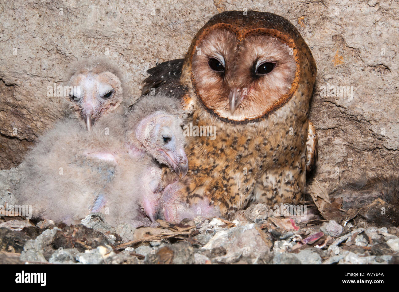 Barn owl (Tyto alba punctatissima) on nest with chicks in cave beneath building site. Santa Cruz Island, Galapagos, Ecuador. Stock Photo