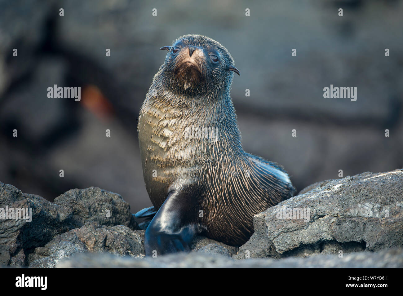 Galapagos fur seal (Arctocephalus galapagoensis) on rock, Galapagos, Ecuador. Endangered species. Stock Photo
