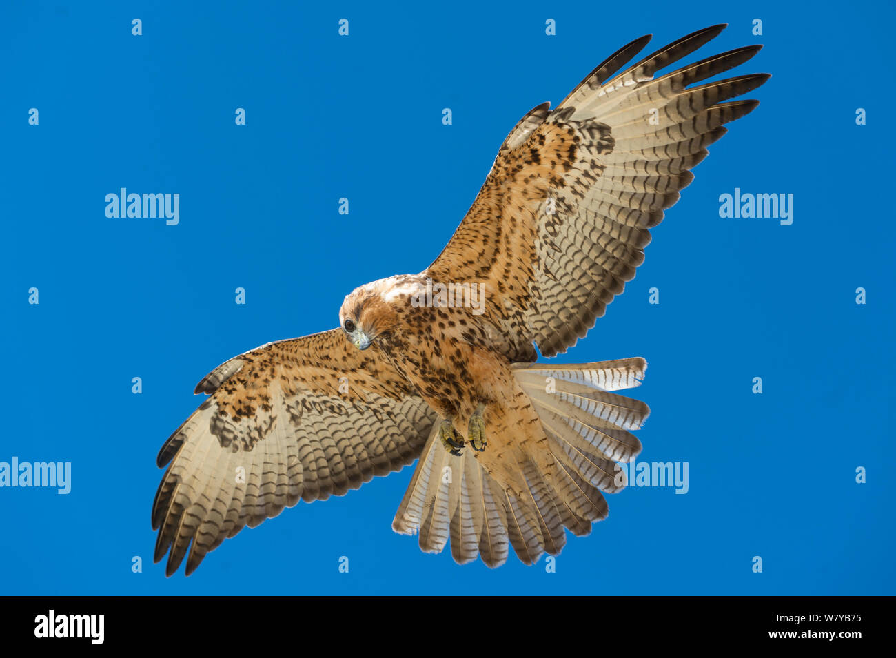 Galapagos hawk flying hi-res stock photography and images - Alamy