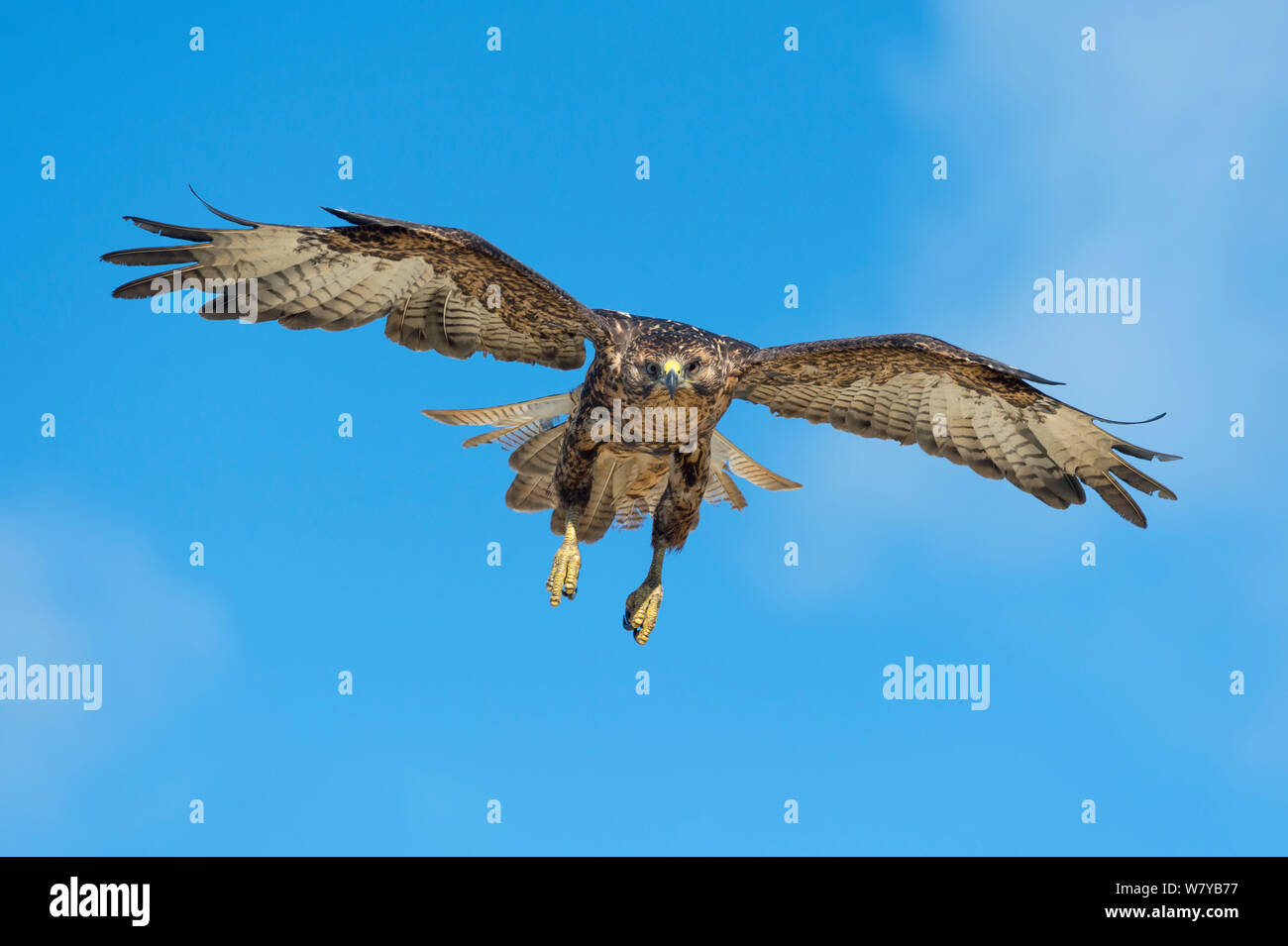 Galapagos hawk flying hi-res stock photography and images - Alamy