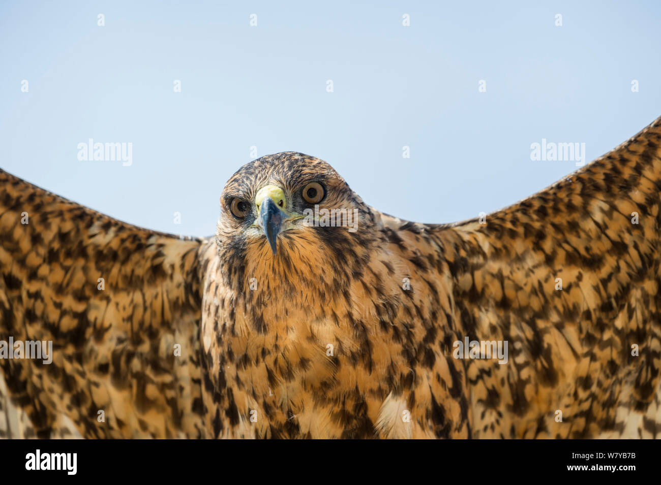 Galapagos hawk flying hi-res stock photography and images - Alamy