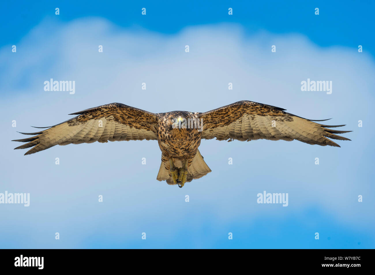 Galapagos hawk flying hi-res stock photography and images - Alamy