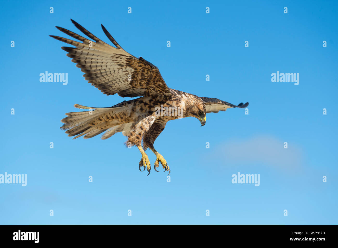 Galapagos hawk hi-res stock photography and images - Alamy