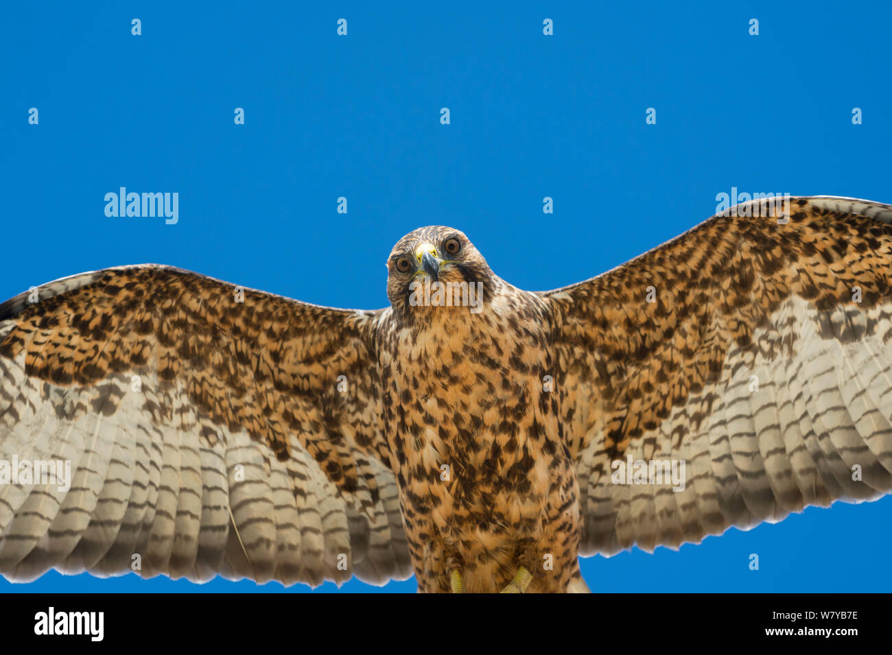 Galapagos hawk flying hi-res stock photography and images - Alamy