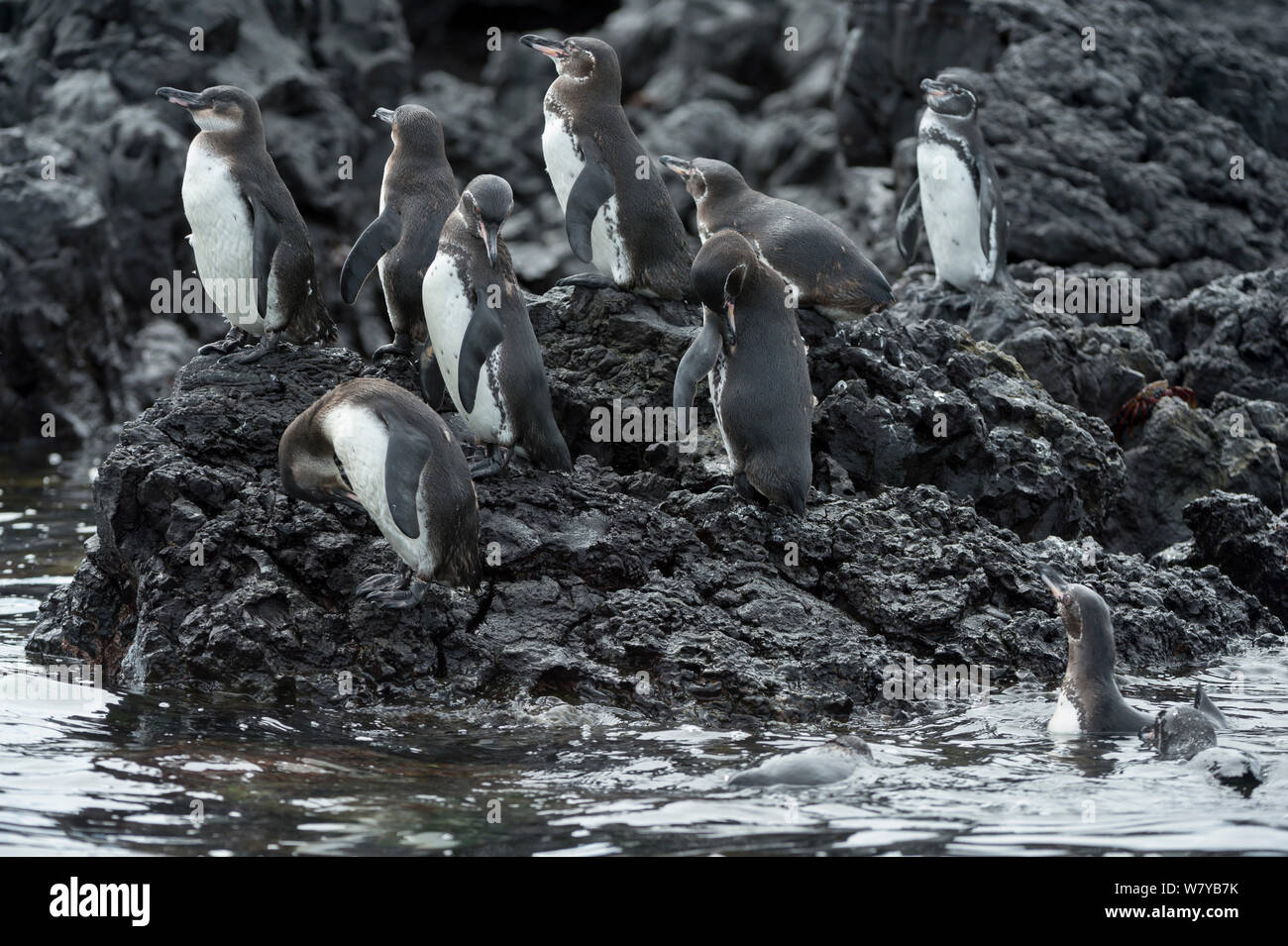 Galapagos penguins (Spheniscus mendiculus) standing on rocky shore, Galapagos, Ecuador. Endangered species. Stock Photo
