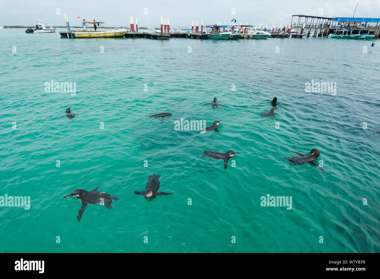 Galapagos penguins (Spheniscus mendiculus) swimming near jetty and boats, Galapagos, Ecuador. Endangered species. Stock Photo