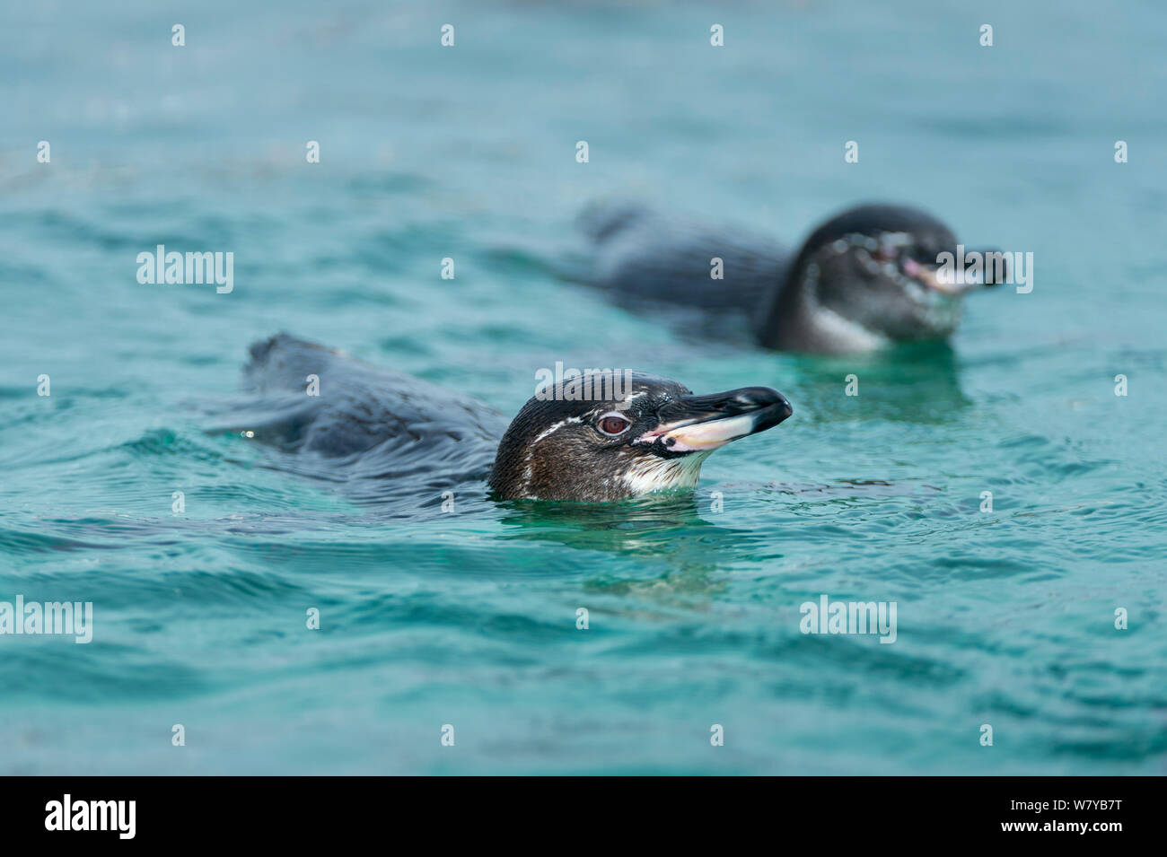Galapagos penguins (Spheniscus mendiculus) swimming, Galapagos, Ecuador. Endangered species. Stock Photo