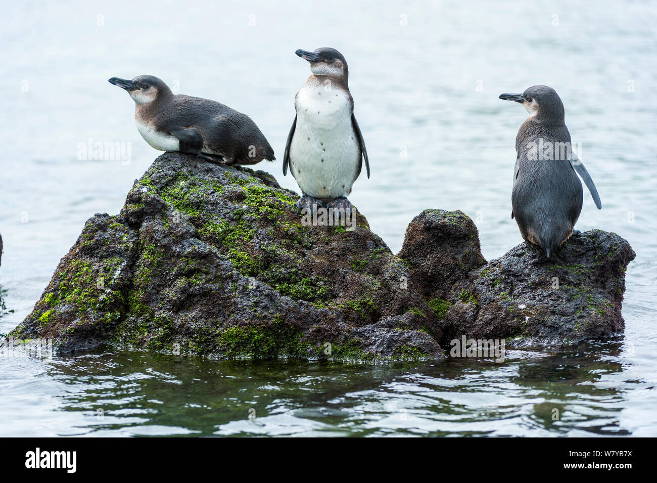 Galapagos penguins (Spheniscus mendiculus) resting on rock, Galapagos, Ecuador. Endangered species. Stock Photo