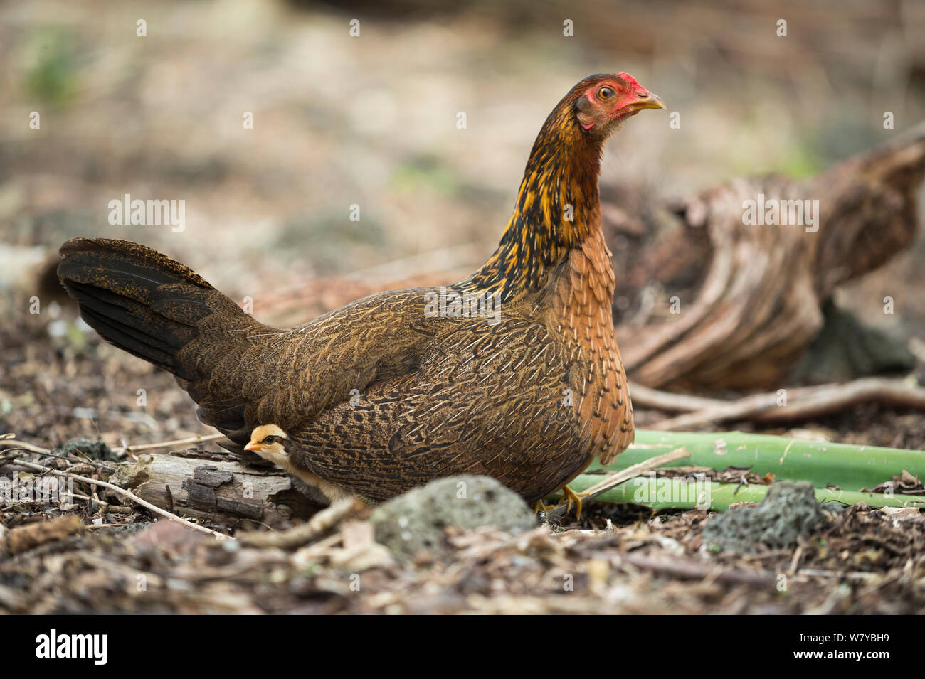Feral chicken (Gallus gallus domesticus) hen and chick, these have reverted to ancestral type nearly identical to Red jungle fowl. Galapagos Stock Photo