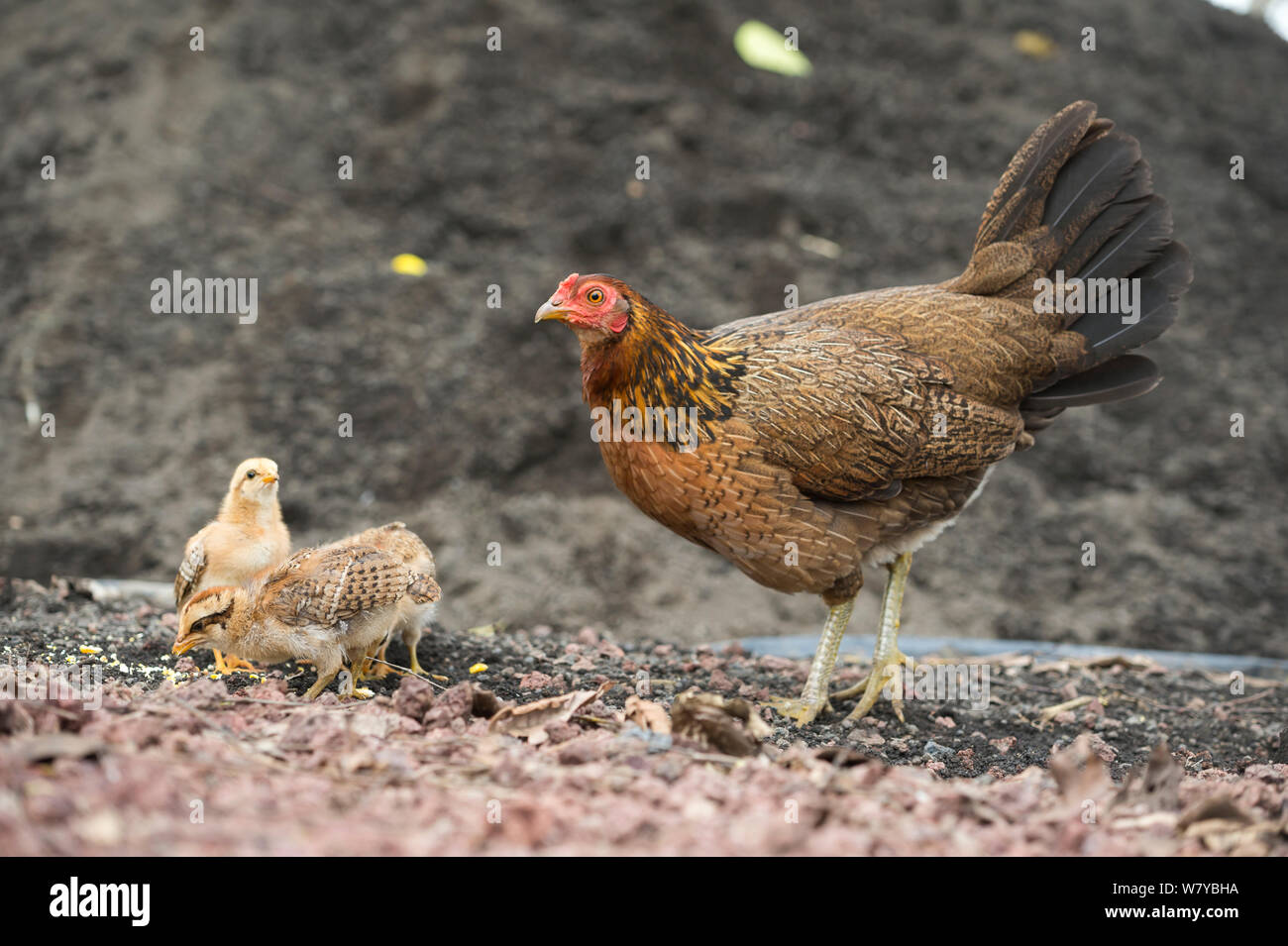 Feral chicken (Gallus gallus domesticus) hen and chicks, these have reverted to ancestral type nearly identical to Red jungle fowl. Galapagos Stock Photo