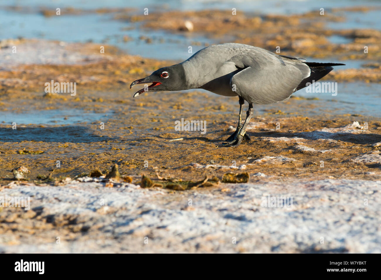 Lava gull (Larus fuliginosus) calling, Galapagos Stock Photo