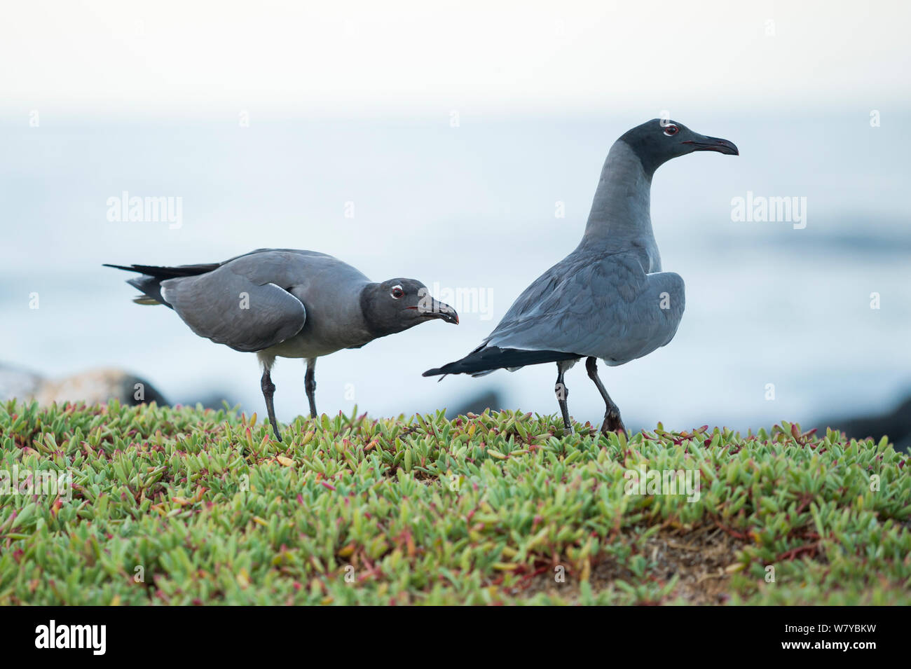 Lava gulls (Larus fuliginosus) on coast, Galapagos Stock Photo
