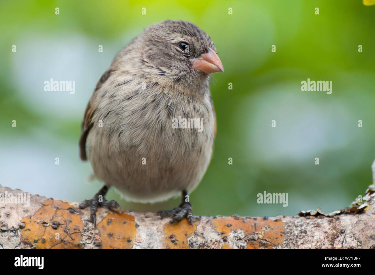 Small ground finch (Geospiza fuliginosa) portrait, Galapagos Stock