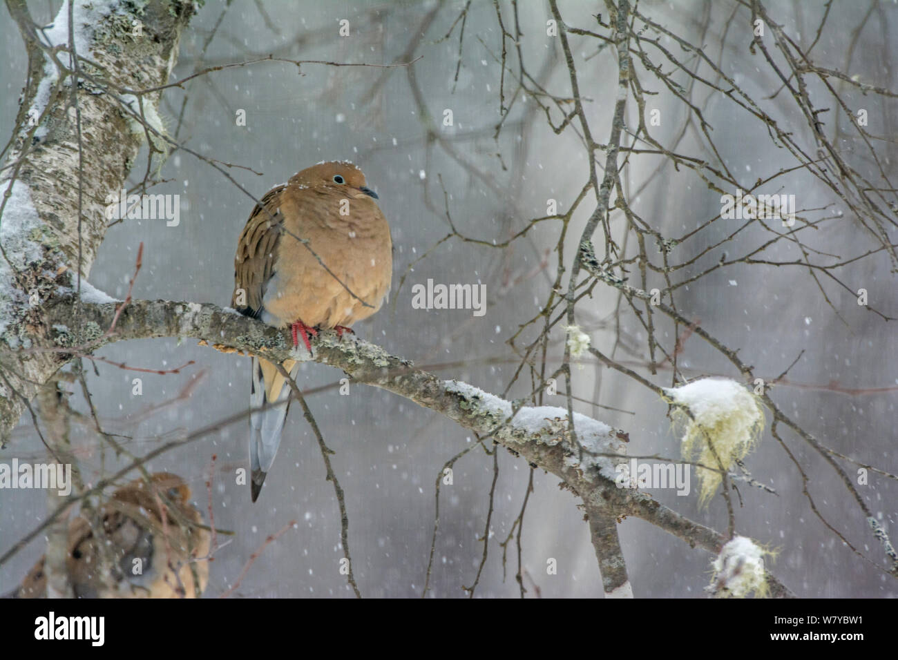 Mourning Dove (Zenaida macroura) perched on snowy branch,  Acadia National Park, Maine, USA, February. Stock Photo