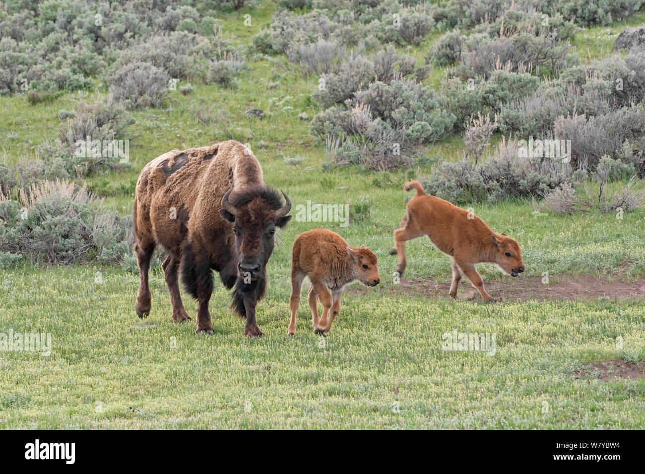 American Buffalo or Bison (Bison bison) mother with calves, Yellowstone National Park, Wyoming, USA, May Stock Photo