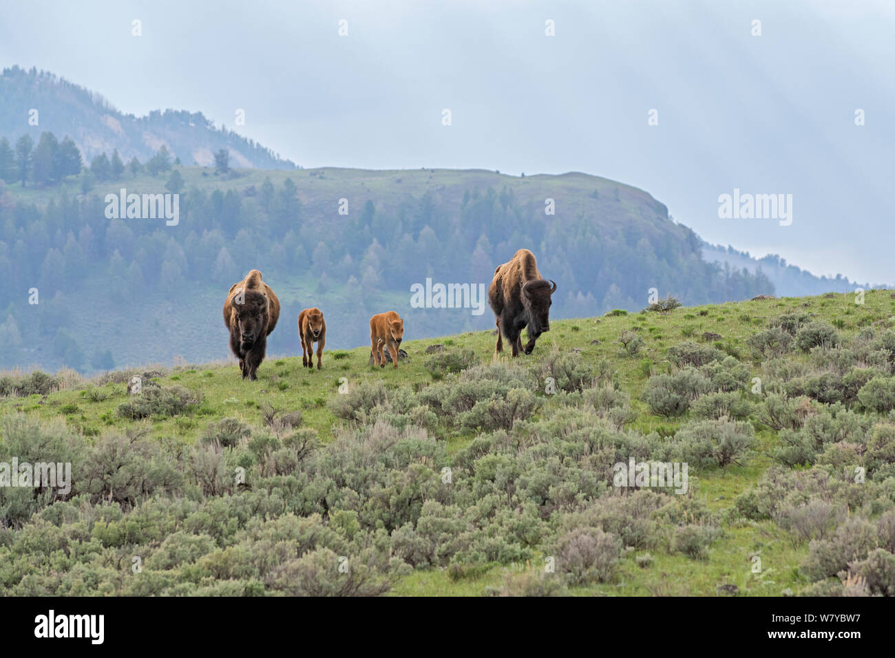 American Buffalo or Bison (Bison bison) two with two calves, Yellowstone National Park, Wyoming, USA, May Stock Photo