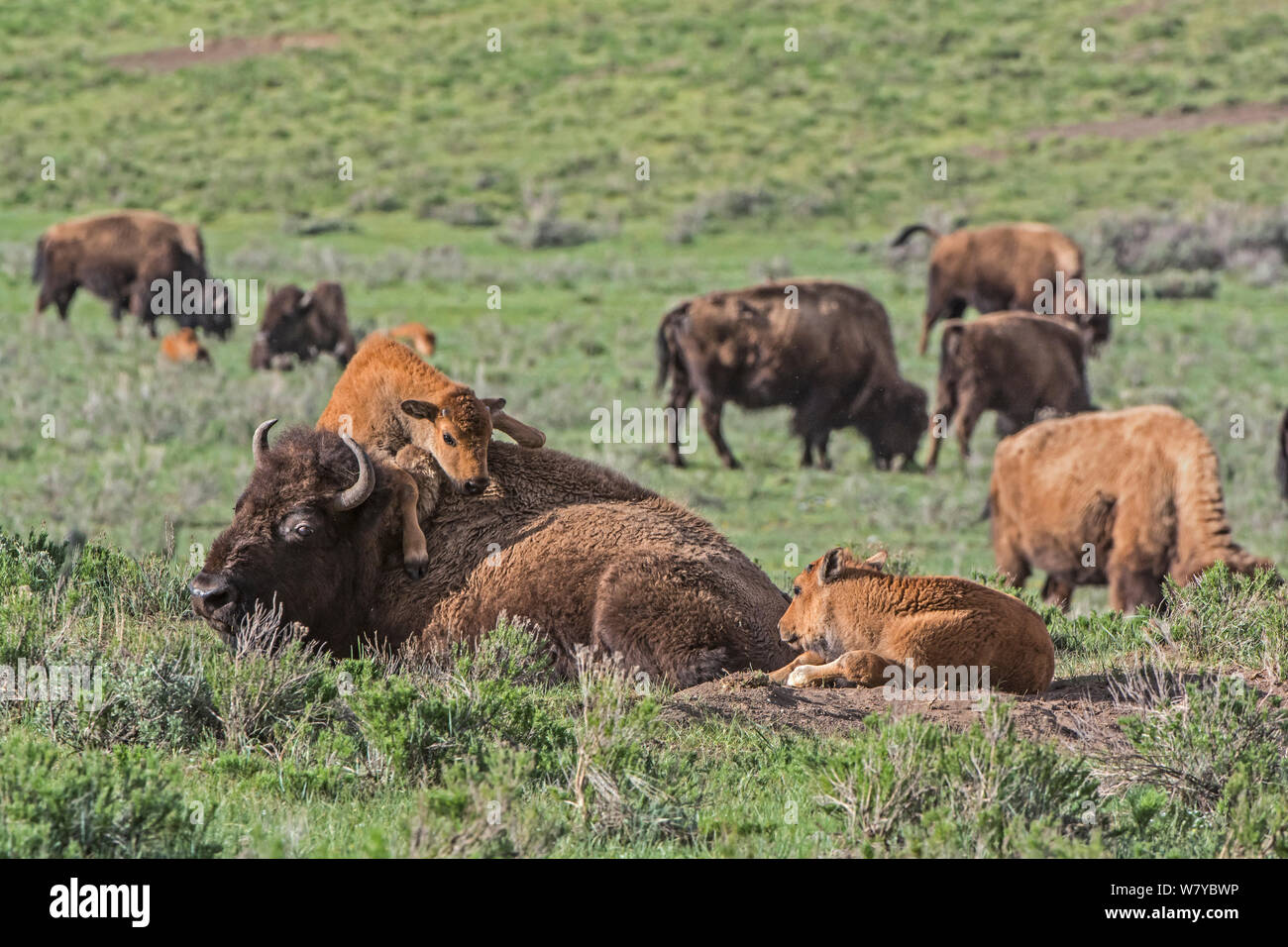 American Buffalo or Bison (Bison bison) calf trying to climb over mother, Yellowstone National Park, Wyoming, USA, May Stock Photo