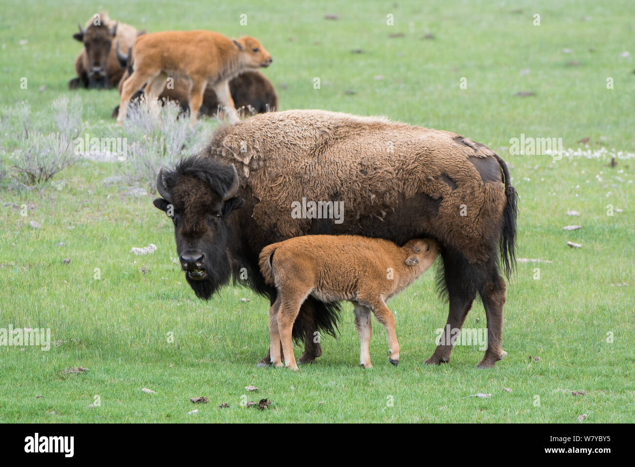 American Buffalo or Bison (Bison bison) calf suckling, Yellowstone National Park, Wyoming, USA, May Stock Photo