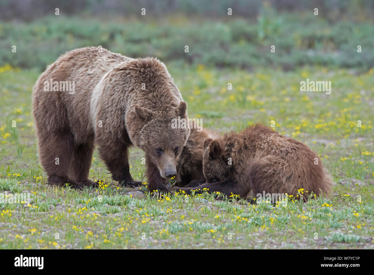 Grizzly Bear (Ursus arctos horribilis) mother with cubs, Grand Teton National Park, Wyoming, USA, June. Stock Photo