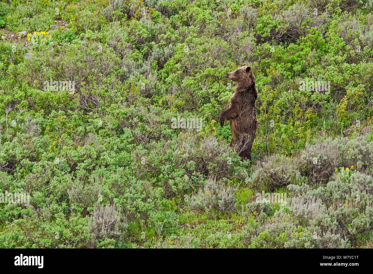 Grizzly Bear (Ursus arctos horribilis) standing on hind legs, Grand