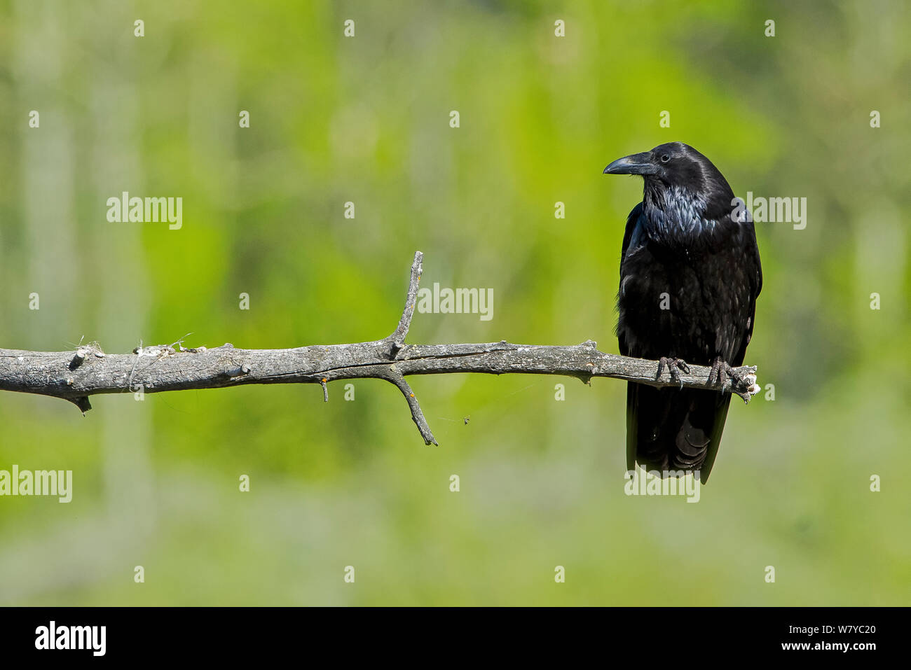 American Crow (Corvus brachyrhynchos) perched on branch, Grand Teton National Park, Maine, USA, June. Stock Photo