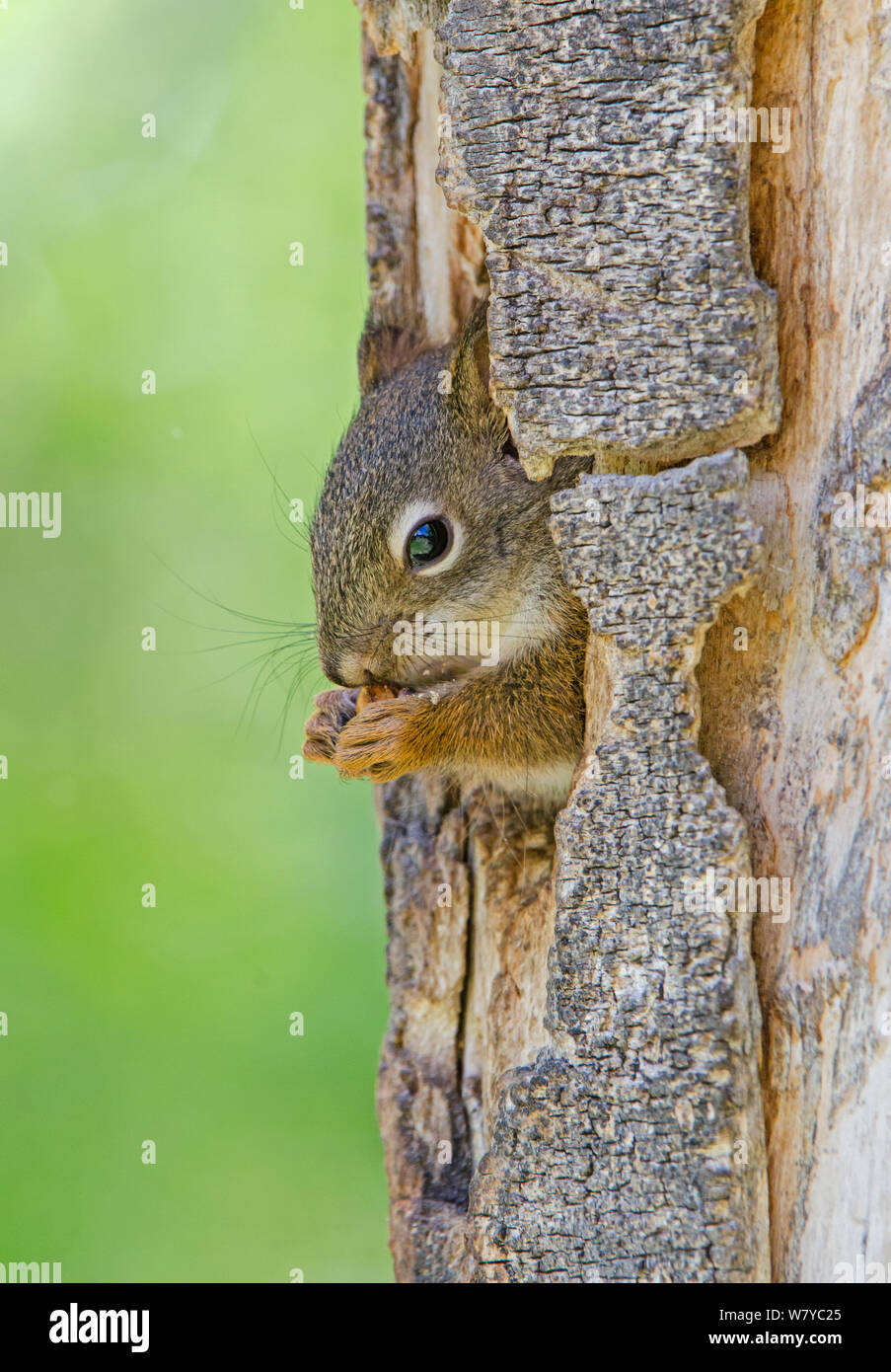 American Red Squirrel (Tamiasciurus hudsonicus) peering out of hole, feeding, Grand Teton National Park, Wyoming, USA, June. Stock Photo