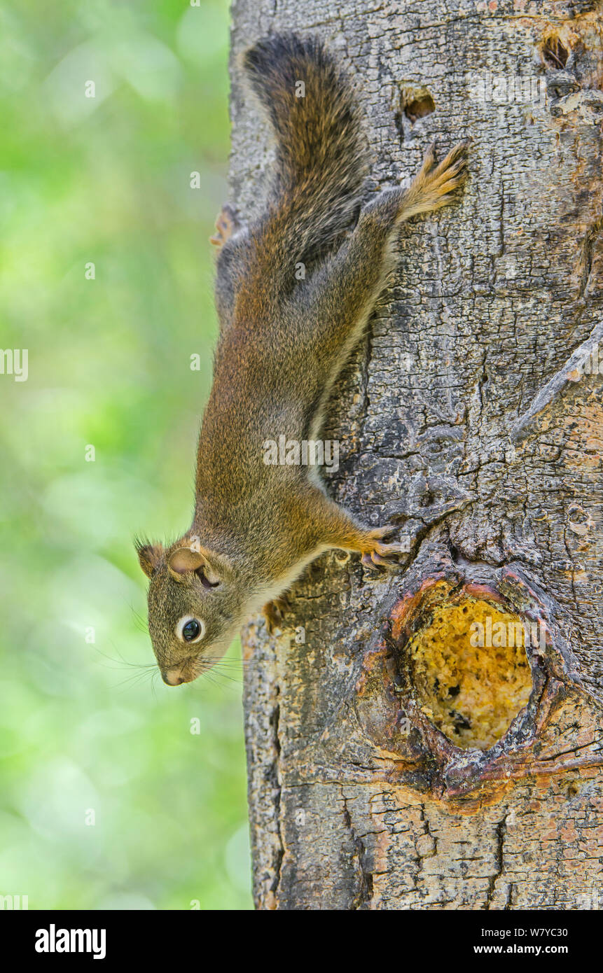 American Red Squirrel (Tamiasciurus hudsonicus) on tree trunk, Grand Teton National Park, Wyoming, USA, June. Stock Photo
